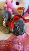 Bean, a female French Bulldog for sale in Crestwood, KY – Photo 6 of 9