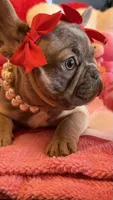 Bean, a female French Bulldog for sale in Crestwood, KY – Photo 3 of 9