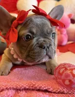 Bean, a female French Bulldog for sale in Crestwood, KY – Photo 8 of 9