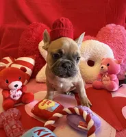 Winston, a male French Bulldog for sale in Crestwood, KY – Photo 7 of 8