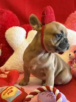 Winston, a male French Bulldog for sale in Crestwood, KY – Photo 2 of 8