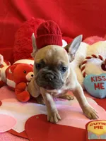 Winston, a male French Bulldog for sale in Crestwood, KY – Photo 8 of 8
