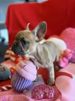 Winston, a male French Bulldog for sale in Crestwood, KY – Photo 5 of 8