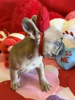 Winston, a male French Bulldog for sale in Crestwood, KY – Photo 3 of 8