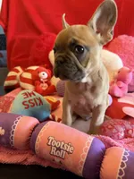 Winston, a male French Bulldog for sale in Crestwood, KY – Photo 4 of 8