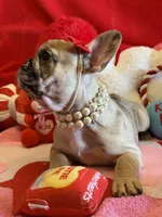 Wilma, a female French Bulldog for sale in Crestwood, KY – Photo 8 of 9