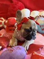 Wilma, a female French Bulldog for sale in Crestwood, KY – Photo 4 of 9