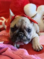 Wilma, a female French Bulldog for sale in Crestwood, KY – Photo 6 of 9
