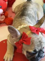 Wilma, a female French Bulldog for sale in Crestwood, KY – Photo 7 of 9