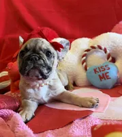 Wilma, a female French Bulldog for sale in Crestwood, KY – Photo 5 of 9