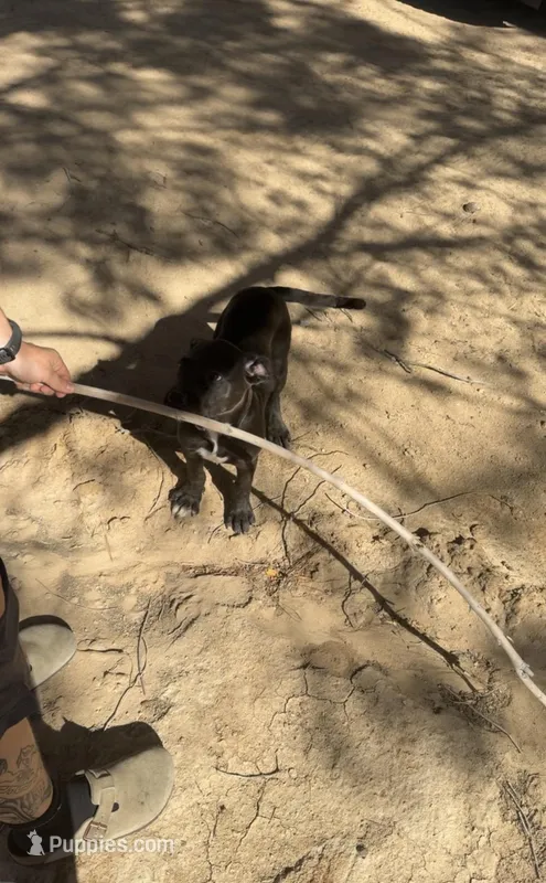 Luna – American Pit Bull Terrier puppy for sale in Spring Valley, CA