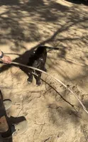 Luna, a female American Pit Bull Terrier for sale in Spring Valley, CA – 1 of 3