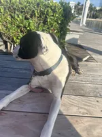 Rina, a female Great Dane and Afghan Hound for sale in West Palm Beach, FL – 1 of 6