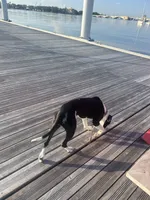 Rina, a female Great Dane and Afghan Hound for sale in West Palm Beach, FL – 3 of 6
