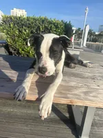 Rina, a female Great Dane and Afghan Hound for sale in West Palm Beach, FL – 2 of 6