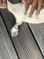 Rina, a female Great Dane and Afghan Hound for sale in West Palm Beach, FL – 6 of 6