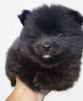 Zane , a male Pomeranian for sale in Kingsville, TX – 1 of 1