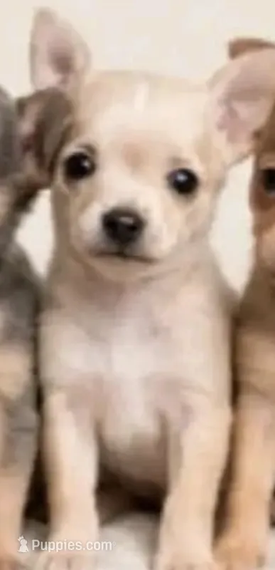 Tiny teacup daisy Mae  – Chihuahua puppy for sale in Kingsville, TX