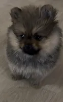 Priscilla, a female Pomeranian for sale in Kingsville, TX – 1 of 1