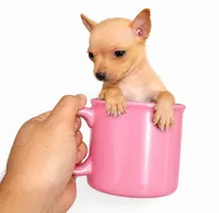 Ryder teacup , a male Chihuahua for sale in Kingsville, TX – 2 of 2