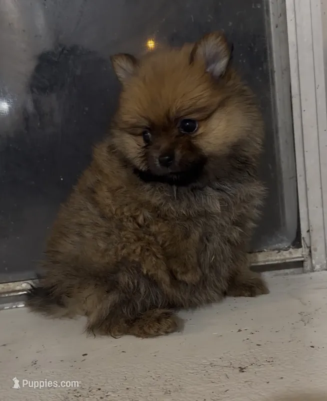 Poppy  – Pomeranian puppy for sale in Kingsville, TX