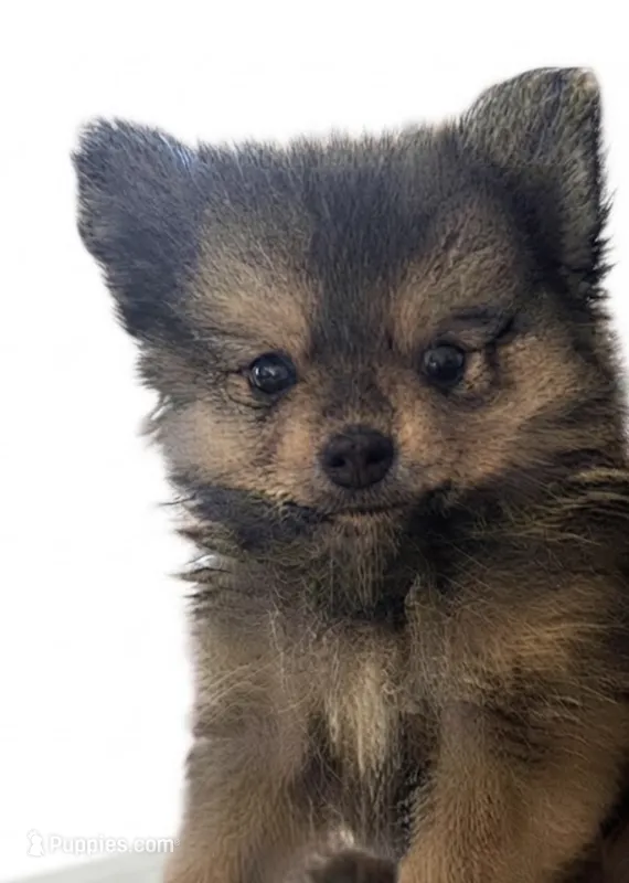 Ollie  – Pomeranian puppy for sale in Kingsville, TX