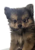 Ollie , a male Pomeranian for sale in Kingsville, TX – 1 of 1