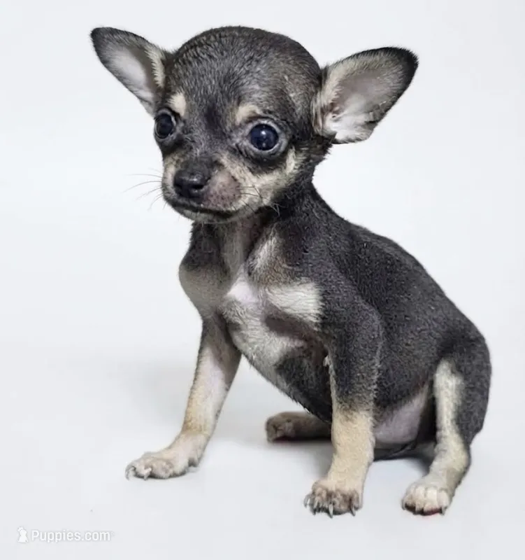 Rosalie  – Chihuahua puppy for sale in Kingsville, TX