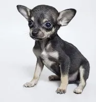 Rosalie , a female Chihuahua for sale in Kingsville, TX – 1 of 1