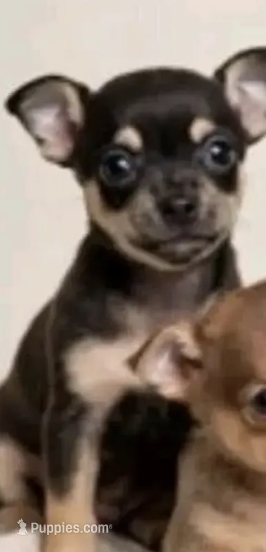 Tiny teacup Petunia – Chihuahua puppy for sale in Kingsville, TX