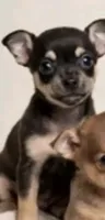 Tiny teacup Petunia, a female Chihuahua for sale in Kingsville, TX – 1 of 1