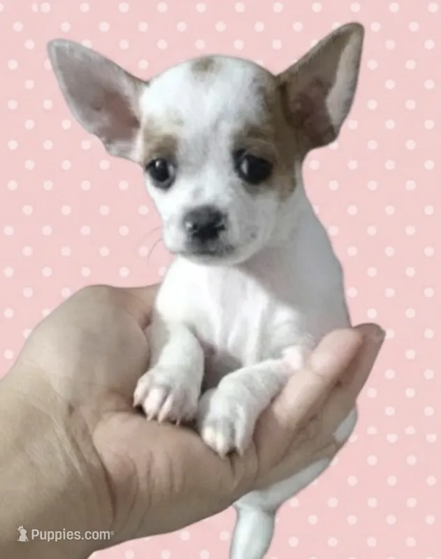 Chloe  – Chihuahua puppy for sale in Kingsville, TX