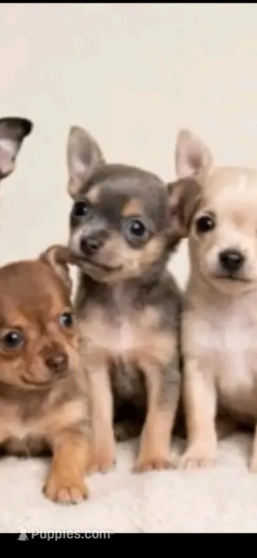 Tiny teacup Delilah – Chihuahua puppy for sale in Kingsville, TX