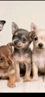 Tiny teacup Delilah, a female Chihuahua for sale in Kingsville, TX – 1 of 1