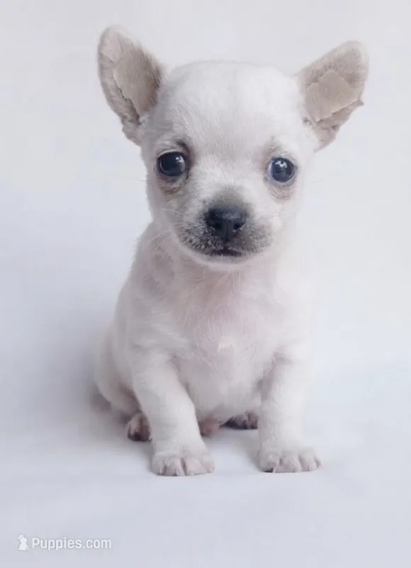 Bianc – Chihuahua puppy for sale in Kingsville, TX
