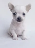 Bianc, a female Chihuahua for sale in Kingsville, TX – 1 of 1