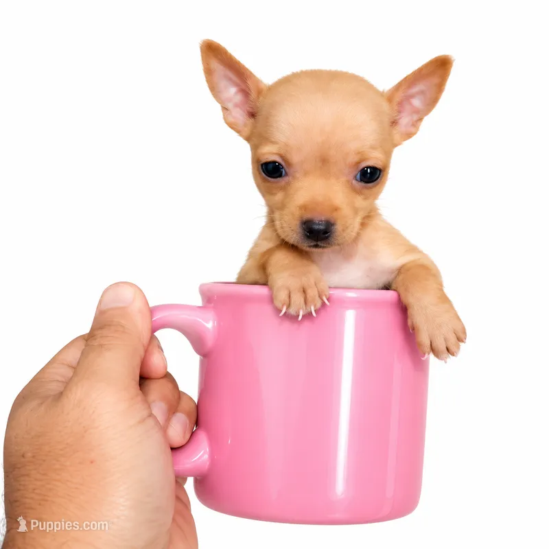 Ryder teacup  – Chihuahua puppy for sale in Kingsville, TX