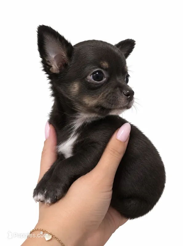 Lilly  – Chihuahua puppy for sale in Kingsville, TX
