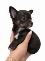 Lilly , a female Chihuahua for sale in Kingsville, TX – 1 of 1