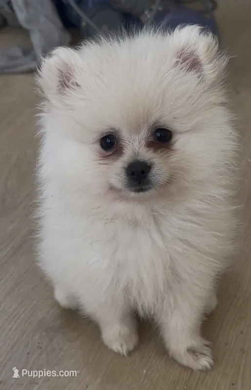 Audrey  – Pomeranian puppy for sale in Kingsville, TX