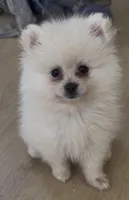 Audrey , a female Pomeranian for sale in Kingsville, TX – 1 of 1