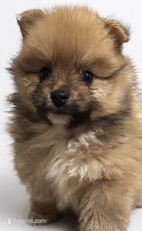 Nala  – Pomeranian puppy for sale in Kingsville, TX