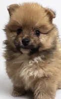 Nala , a female Pomeranian for sale in Kingsville, TX – 1 of 1