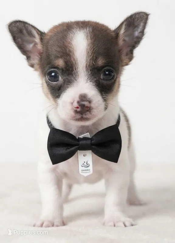 Ziggy  – Chihuahua puppy for sale in Kingsville, TX