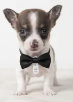 Ziggy , a male Chihuahua for sale in Kingsville, TX – 1 of 1
