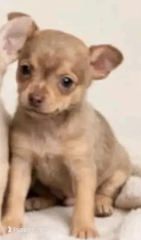 Tiny teacup tulip – Chihuahua puppy for sale in Kingsville, TX