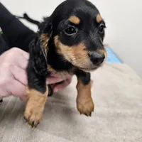Myri, a female Miniature Dachshund for sale in Landenberg, PA – 1 of 1