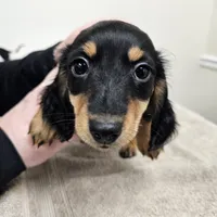 Charlie, a male Miniature Dachshund for sale in Landenberg, PA – 1 of 1