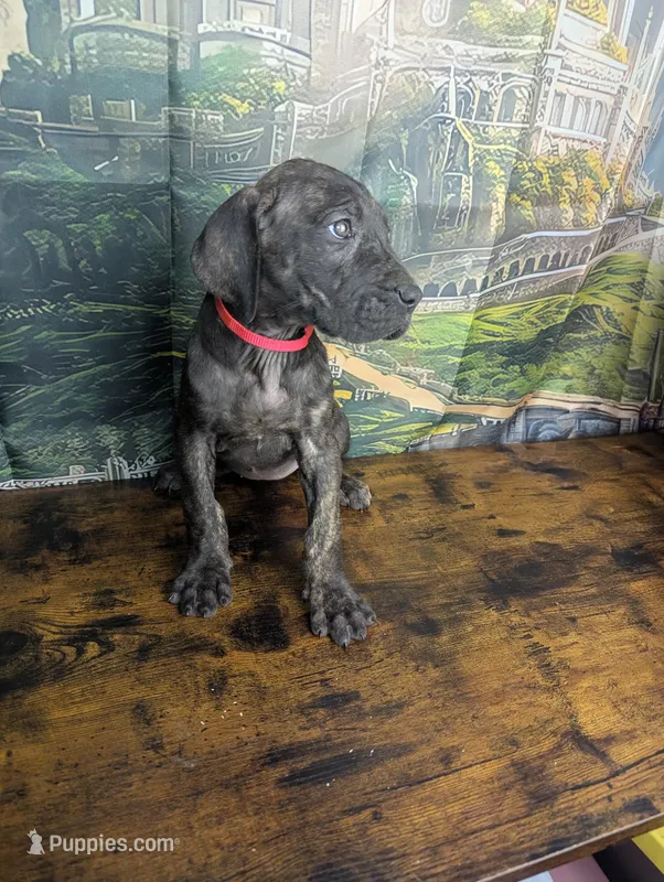 Arwen Brindle Female