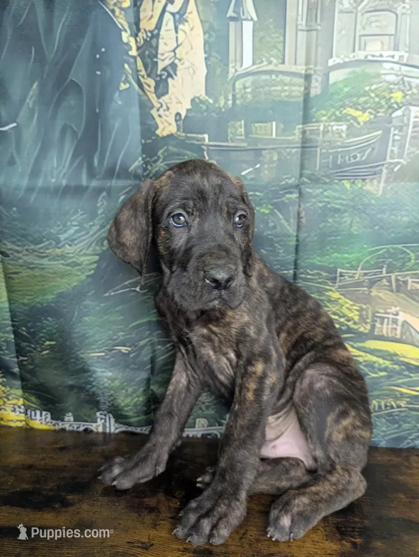Boromir Brindle Male Great Dan